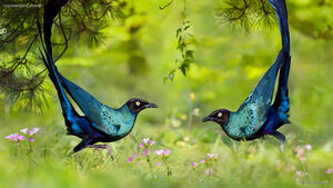 Long-tailed glossy starlings