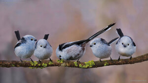 Long-tailed tits in Erding, Germany