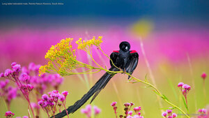 Long-tailed widowbird male, Rietvlei Nature Reserve, South Africa