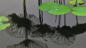 Lotus leaves, Shanghai, China