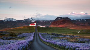 Lupine fields and church at sunrise, Snæfellsnes Peninsula, Iceland