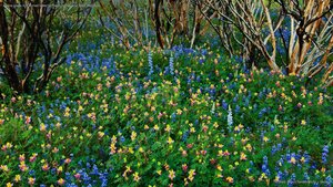 Lupine grows in a burned forest at Yosemite National Park, California