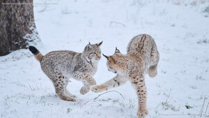 Eurasische Luchse beim Spielen im Schnee im Wald, Bayern