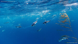 Macaroni penguins, Drake Passage, Chile