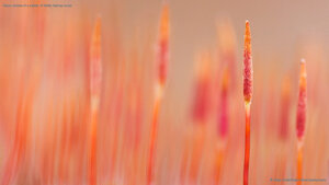 Macro picture of a variety of bristly haircap moss