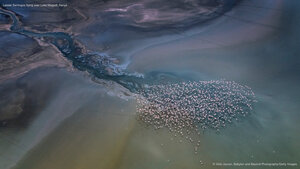 Lesser flamingos flying over Lake Magadi, Kenya