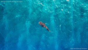 Whale shark off the coast of Alifu Dhaalu Atoll, Maldives