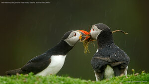 Male Atlantic puffin gives his mate nesting material, Skomer Island, Wales