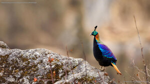 Male Himalayan monal in Sagarmāthā National Park, Nepal