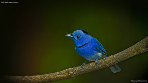 Male black-naped monarch