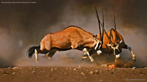 Male gemsboks clash at Etosha National Park, Namibia