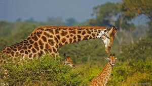Male giraffe and two calves