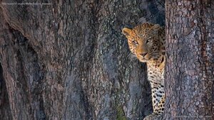 Male leopard in Linyanti Wildlife Reserve, Botswana