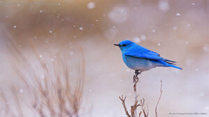 Male mountain bluebird in Yellowstone National Park, Wyoming