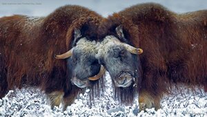 Male muskoxen near Prudhoe Bay, Alaska
