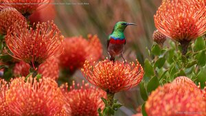 Male southern double-collared sunbird on a rocket pincushion flower, Cape Town, South Africa