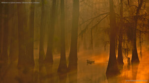 Mallards in a cypress swamp, Calcasieu River, Louisiana