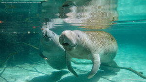 Mother manatee and calf, Crystal River, Florida, United States