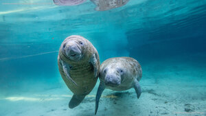 Juvenile manatees in a freshwater spring, Crystal River, Florida