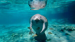 Manatee in Florida