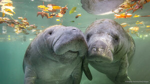 Manatees, Crystal River, Florida