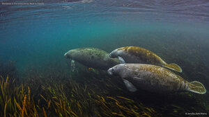 Manatees in the Ichetucknee River in Florida