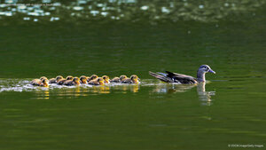 Mandarin duck hen with ducklings in South Korea