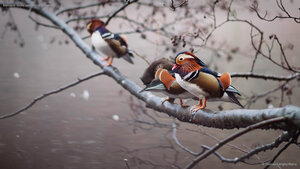 Mandarin ducks perched on a branch