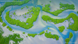 Mangrove forest in the Saloum Delta National Park, Senegal