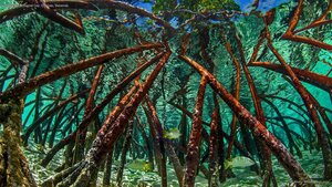 Mangroves in Staniel Cay, Exumas, Bahamas