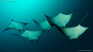 Manta rays near the Solomon Islands