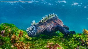 Marine iguana eating algae off Fernandina Island, Galápagos Islands, Ecuador