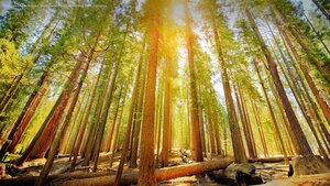 Mariposa Grove of Giant Sequoias in Yosemite National Park, California
