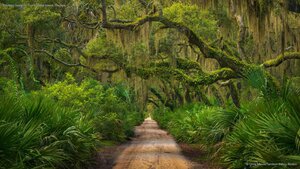 Maritime forest on Cumberland Island, Georgia