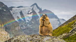 Marmot with the peak of Grossglockner in the background, Austria