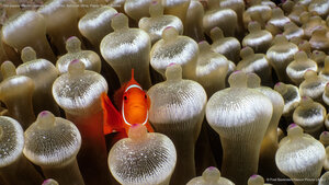 Pez payaso marrón rodeado de anémonas, Bahía de Milne, Papúa Nueva Guinea