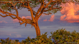 Leopardo descansando, reserva nacional de Masái Mara, Kenia