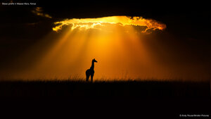 Masai giraffe in Maasai Mara, Kenya