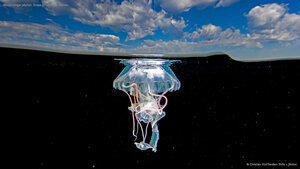 Mauve stinger jellyfish, Ixtapa-Zihuatanejo, Mexico