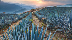 Field of blue agave near Tequila, Jalisco, Mexico
