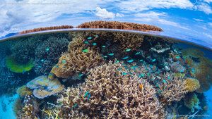 Coral reef in the Indian Ocean, overseas department of Mayotte, France