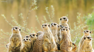 Meerkat family