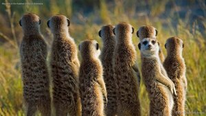 Meerkats in the Kalahari Desert in Botswana