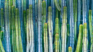 Mexican giant cardon cactus