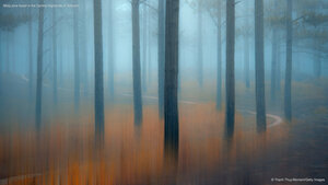 Misty pine forest in the Central Highlands of Vietnam