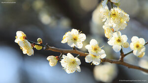 白梅の花