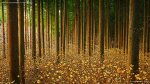Mitsumata (aka paperbush) in a forest in Japan
