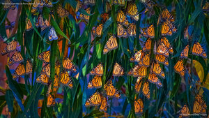 Monarch butterflies at Pismo Beach, California