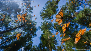 Monarch butterflies in the Monarch Butterfly Biosphere Reserve, Angangueo, Mexico