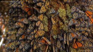 Monarch butterflies wintering in Michoacán, Mexico